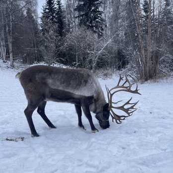 Running Reindeer Ranch - Walking Tours Near Me - Fairbanks, Alaska