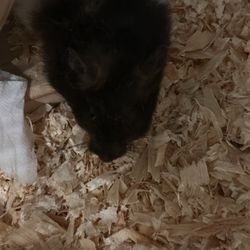 Dierenhandel Exotica - Adopted this cutie!!