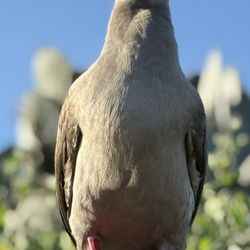 Red footed boobie