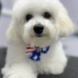 Katinka after her groom. Doesn't she look like she's out of a calendar or on a greet card? Katinka after her groom. Doesn't she look like she's out of a calendar or on a greet card?