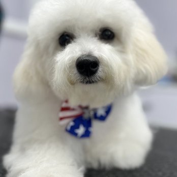 Michelle's Pet Grooming - Katinka after her groom. Doesn't she look like she's out of a calendar or on a greet card? - Pet Groomers Near Me - Fort Lauderdale, Florida Michelle's Pet Grooming - Katinka after her groom. Doesn't she look like she's out of a calendar or on a greet card? - Pet Groomers Near Me - Fort Lauderdale, Florida