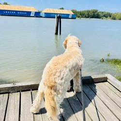 Fraser River Park - Baci's first time!! Dog parks galore