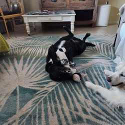 Julie & Wade Can Do It Concierge - A photo we received while our pup was in the care of Wade and Julie!