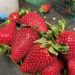 Strawberry Stand