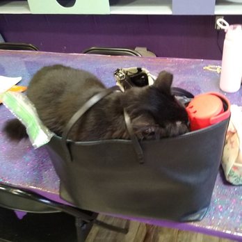PHX Cat Cafe - Cat tried to stow away in my purse lol - Pet Adoption Near Me - Phoenix, Arizona