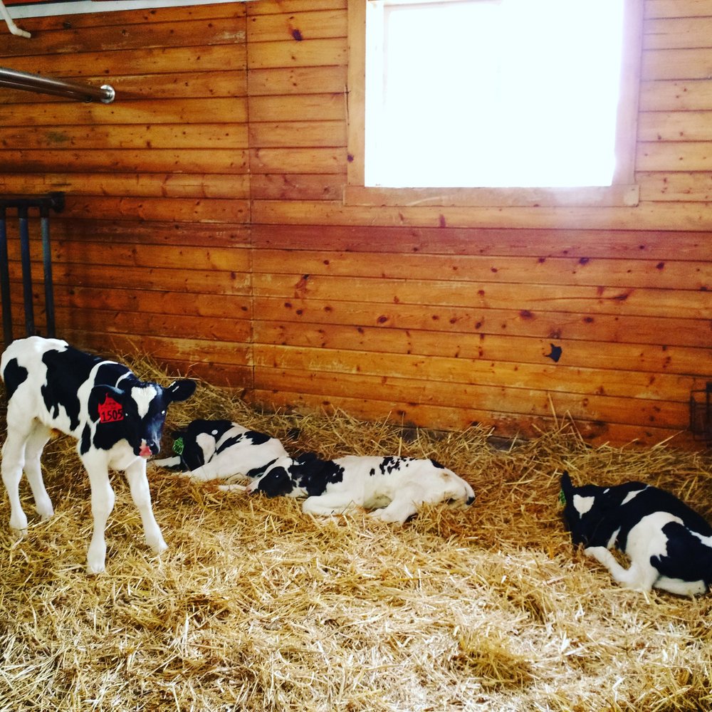 Country Dairy - Newborns. - Ice Cream & Frozen Yogurt Near Me - New Era, Michigan Country Dairy - Newborns. - Ice Cream & Frozen Yogurt Near Me - New Era, Michigan