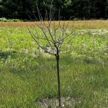 Faddegon's Nursery - Old (dead) Hydrangea. - Nurseries & Gardening Near Me - Latham, New York