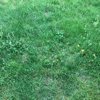 Wide Open Property Maintenance - Weed farm pic 4 - Landscaping Near Me Wide Open Property Maintenance - Weed farm pic 4 - Landscaping Near Me