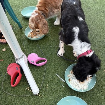 Asbury Ale House - Cavalier King Charles spaniels and chrome and rice bowls - Sports Bars Near Me - Asbury Park, New Jersey Asbury Ale House - Cavalier King Charles spaniels and chrome and rice bowls - Sports Bars Near Me - Asbury Park, New Jersey