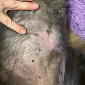 Metro Pet Salon - Overcharge service also comes with razor burns - Pet Groomers Near Me - Sarasota, Florida Metro Pet Salon - Overcharge service also comes with razor burns - Pet Groomers Near Me - Sarasota, Florida