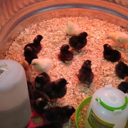Washington Farmers Cooperative - Chicks dig it