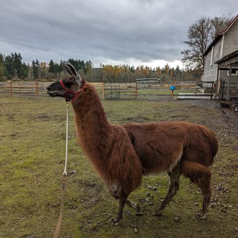 Topstall Farm - Attraction Farms Near Me - Roy, Washington