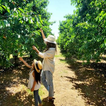Marsh Creek Cherries - We are cherry picking. - Pick Your Own Farms Near Me - Brentwood, California Marsh Creek Cherries - We are cherry picking. - Pick Your Own Farms Near Me - Brentwood, California