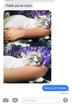 DESLY'S PET GROOMING by null