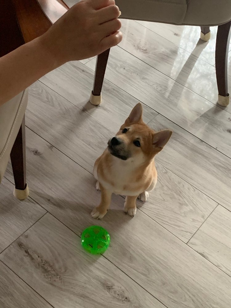 EMPIRE PUPPIES 79 Photos & 85 Reviews 16413 Northern Blvd