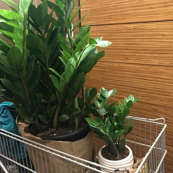 Clement Nursery - Two ZZ plants. Very necessary - Nurseries & Gardening Near Me - San Francisco, California