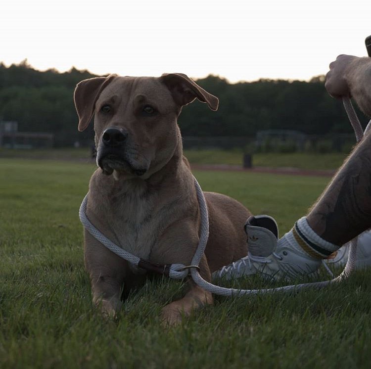 CARAVAN K9 Request Consultation Jacksonville, Florida Pet