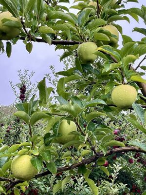 Sun High Orchards by null