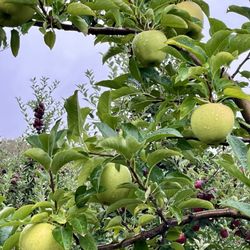 Sun High Orchard - Apples