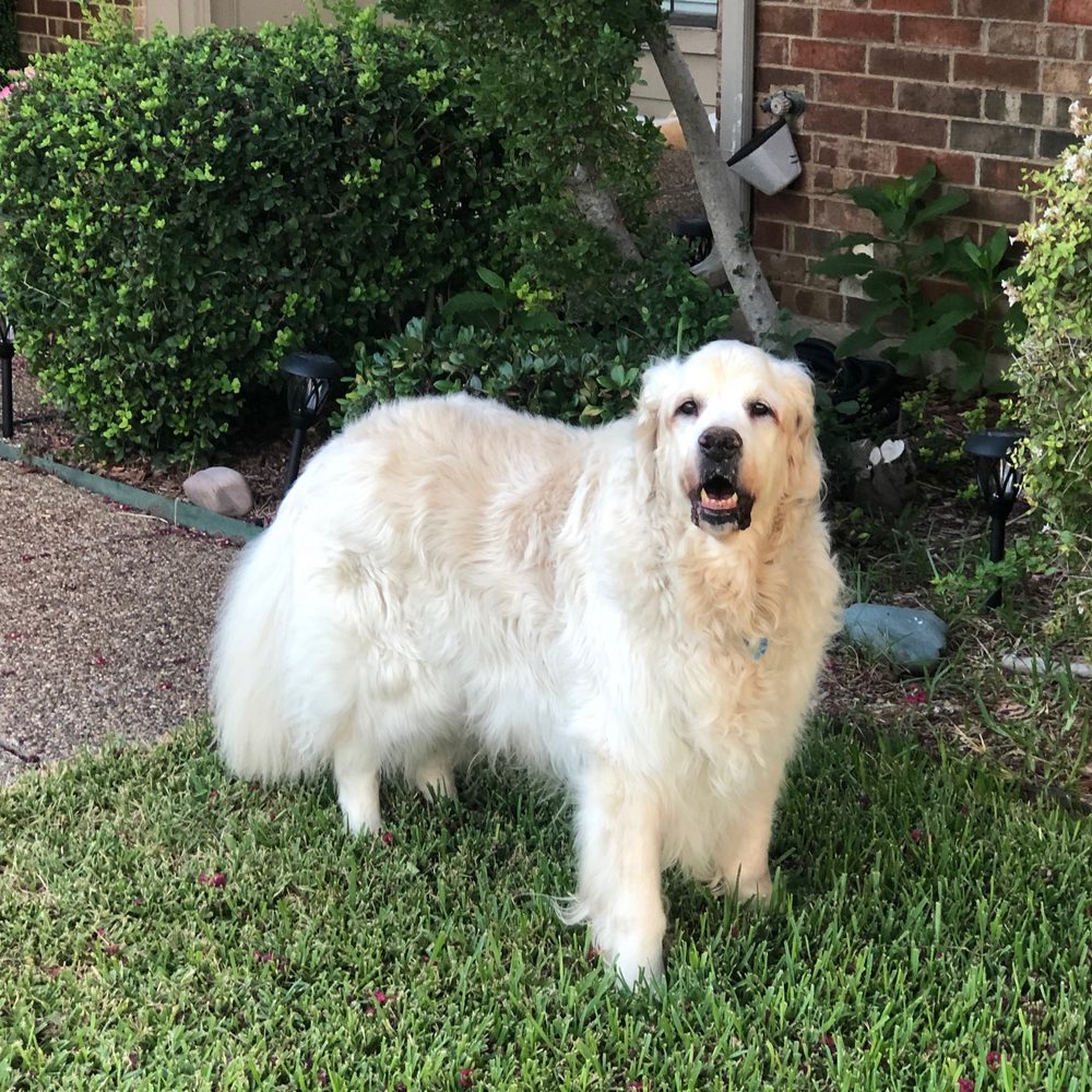 TOP 10 BEST Puppy Social in Houston, TX - Updated 2026 - Yelp