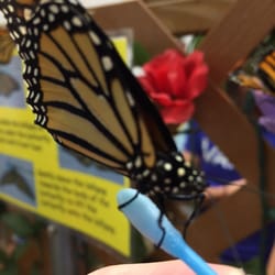 Allentown Fair - Butterfly House