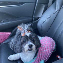 Dee's Grooming Gallery - Angel Lee