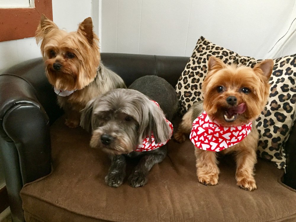 MOUNTAIN VIEW GROOMING Updated June 2024 34 Photos 9050 Old Franklin Tnpk, Union Hall