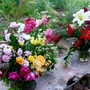 Photo of Pistil & Stamen Flower Farm and Studio