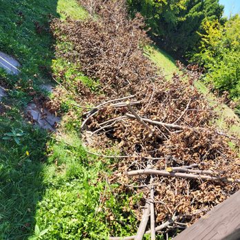 Local Yard And Tree Services - That's how he left my backyard after paying him $500 to cut a tree and clear all debris. - Tree Services Near Me - St. Catharines, Ontario Local Yard And Tree Services - That's how he left my backyard after paying him $500 to cut a tree and clear all debris. - Tree Services Near Me - St. Catharines, Ontario