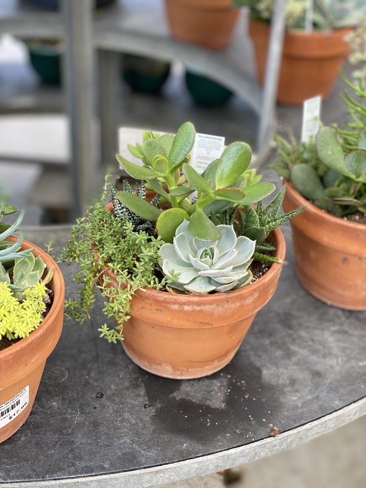 LOUISIANA NURSERY Updated June 2024 124 Photos & 24 Reviews 8680 Perkins Rd, Baton Rouge