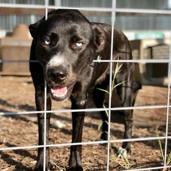 Happy Hounds Hotels - The beautiful crystal ice blue eyes of Ms.Jill are mesmerizing! - Pet Boarding Near Me - Kyle, Texas Happy Hounds Hotels - The beautiful crystal ice blue eyes of Ms.Jill are mesmerizing! - Pet Boarding Near Me - Kyle, Texas