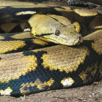 Binder Park Zoo - Python! - Zoos Near Me - Battle Creek, Michigan Binder Park Zoo - Python! - Zoos Near Me - Battle Creek, Michigan