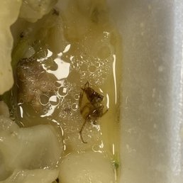 Bug in cabbage. Bug in cabbage.