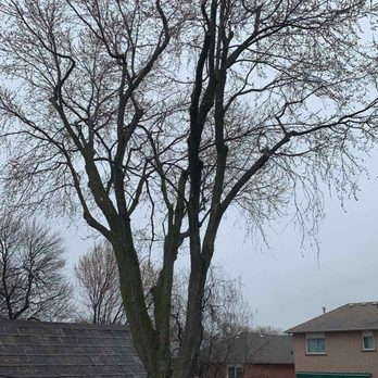 Arbor Tree Service - This is our neighbors' tree that they trimmed last year. - Tree Services Near Me - Erin, Ontario Arbor Tree Service - This is our neighbors' tree that they trimmed last year. - Tree Services Near Me - Erin, Ontario