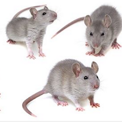 American Pest Management