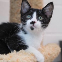 Newport Beach Animal Shelter