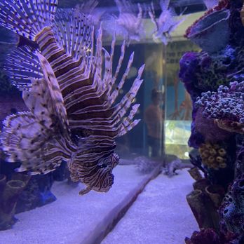 Maritime Aquarium - Lionfish - Aquariums Near Me - Norwalk, Connecticut Maritime Aquarium - Lionfish - Aquariums Near Me - Norwalk, Connecticut