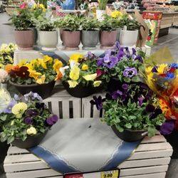 Tops Friendly Markets - Pansies for gifting!