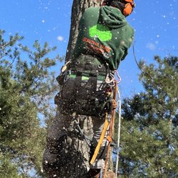 Beautiful Yards - The best tree climber