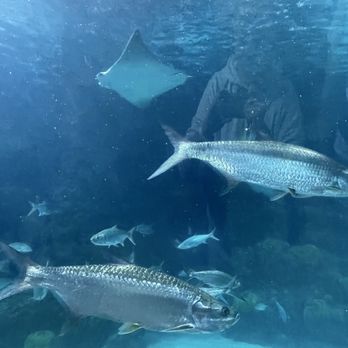 Downtown Aquarium - Fish - Museums Near Me - Denver, Colorado Downtown Aquarium - Fish - Museums Near Me - Denver, Colorado