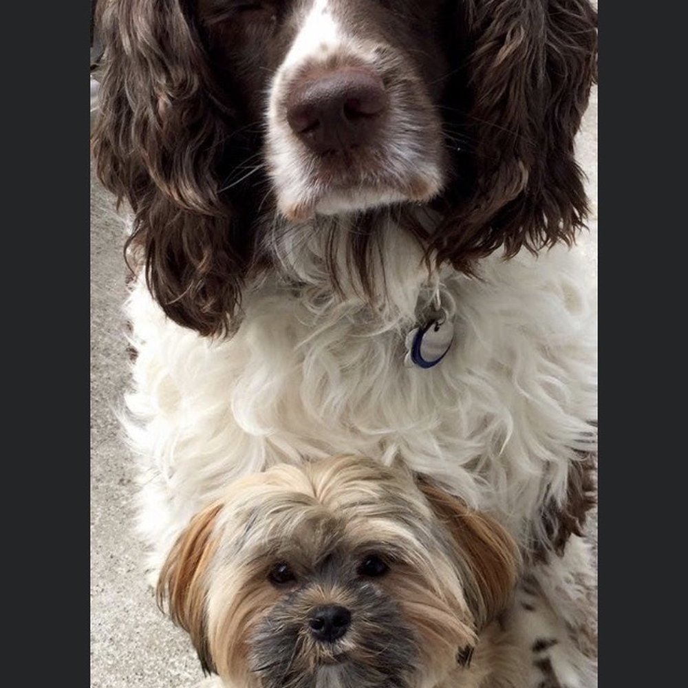 Fur Babies