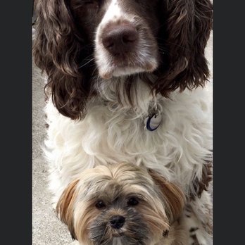Reese's Rainbow Mobile Pet Salon - Fur Babies - Pet Groomers Near Me