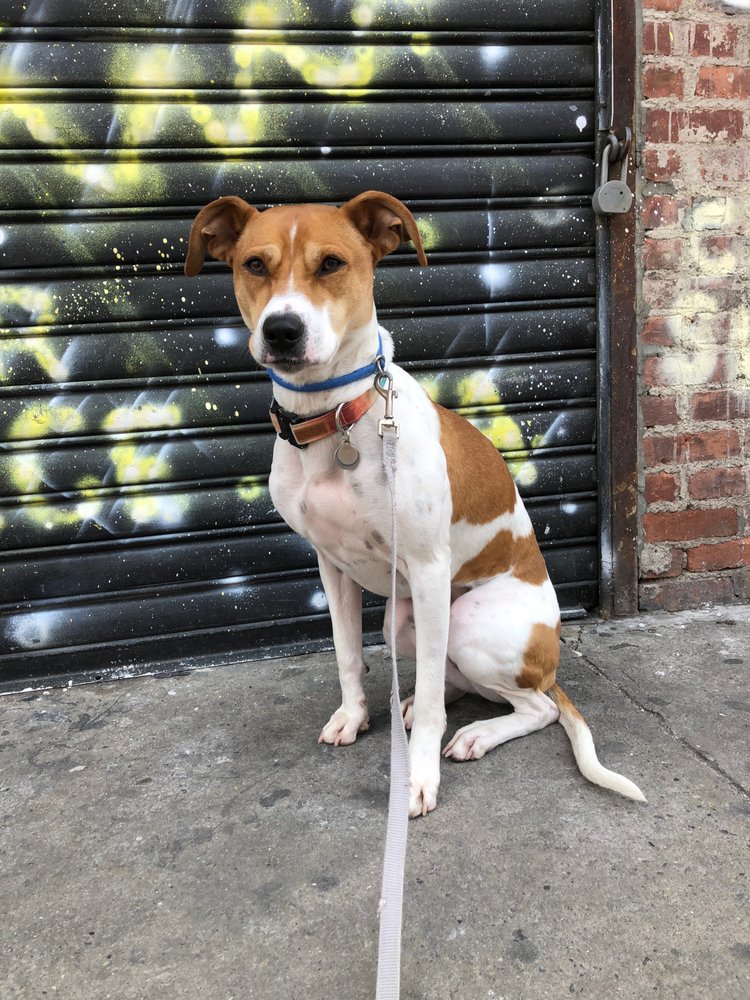 DOCTOR SNIFFS BED BUG DOGS 19 Photos & 13 Reviews 85 Delancey St