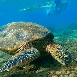 Maui Boy Tours - Join us...Hanging with the Honu'z (Hawaiian Sea Turtles)...808-446-6300