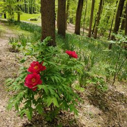 Peony's Envy - Please, read my review.