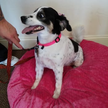 Dawn's Pet Palace - Little Clara's first grooming! - Pet Groomers Near Me - Carmichael, California Dawn's Pet Palace - Little Clara's first grooming! - Pet Groomers Near Me - Carmichael, California