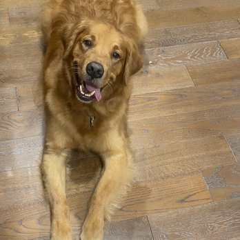 Luxe Grooming - He looks so good now and smells great too! - Pet Groomers Near Me Luxe Grooming - He looks so good now and smells great too! - Pet Groomers Near Me