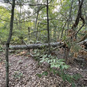 River Highlands State Park - Tree down - Hiking Near Me - Cromwell, Connecticut