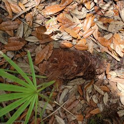 Serenova Tract - April 2020: It was FURRY! I know nothing about plants, but it was too cool not to touch:)