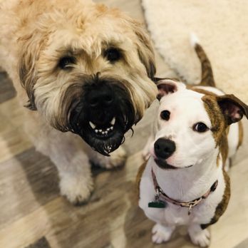 Paws Bark Play - Keegan & Ivy are one spunky duo!! - Dog Walkers Near Me